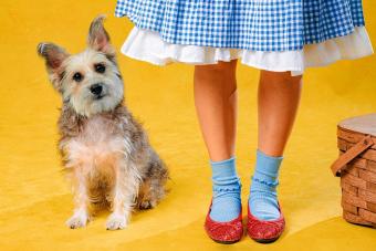 Dorothy and Toto from San Pedro Playhouse's production of THE WIZARD OF OZ pose in front of a yellow backdrop